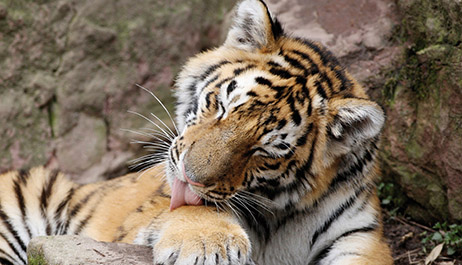 Kendi kendini temizleme